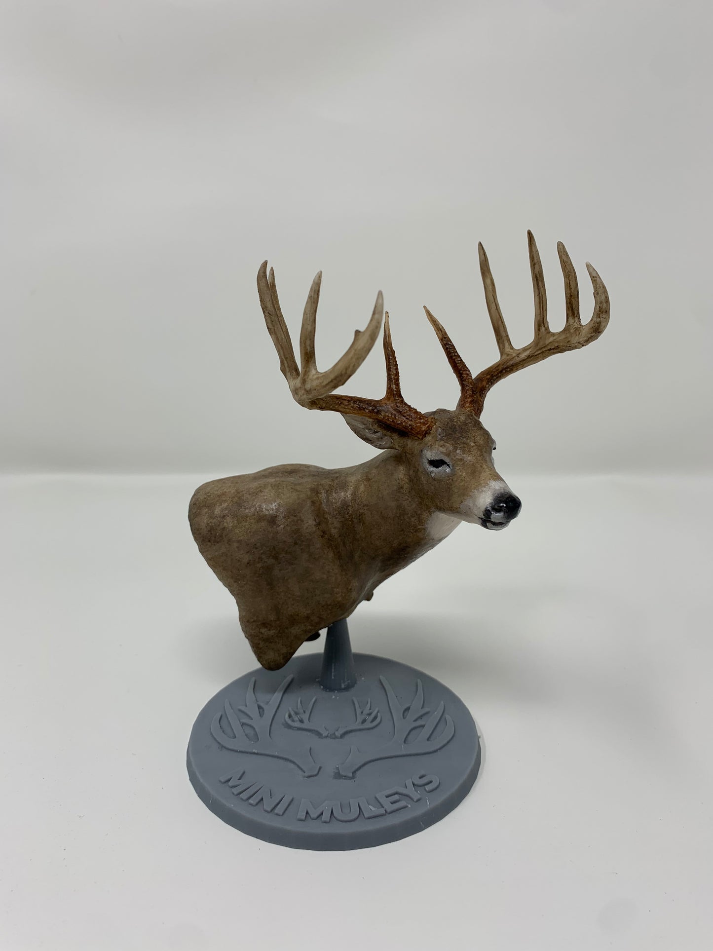 Whitetail Deer Shoulder Mount