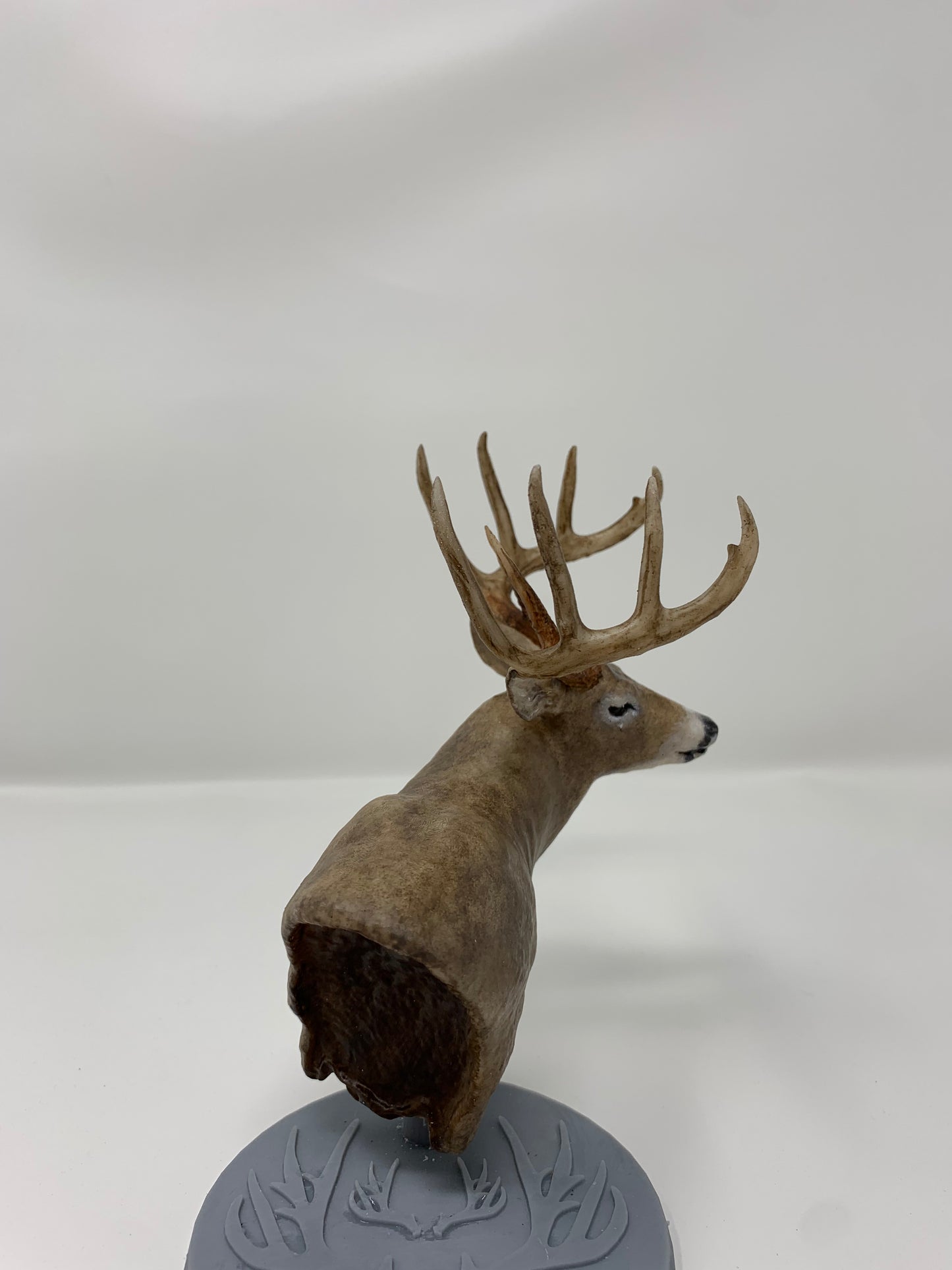 Whitetail Deer Shoulder Mount