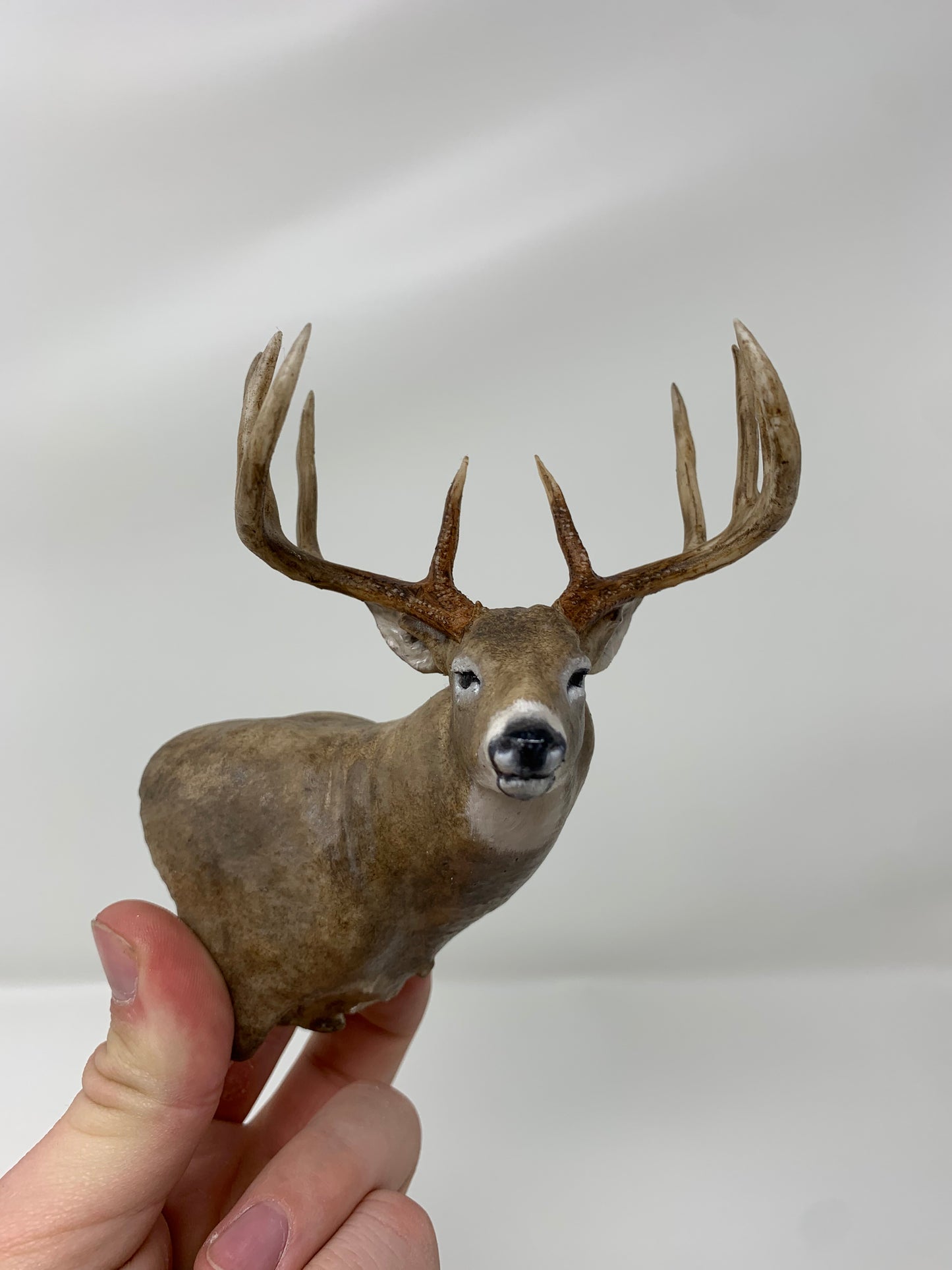Whitetail Deer Shoulder Mount