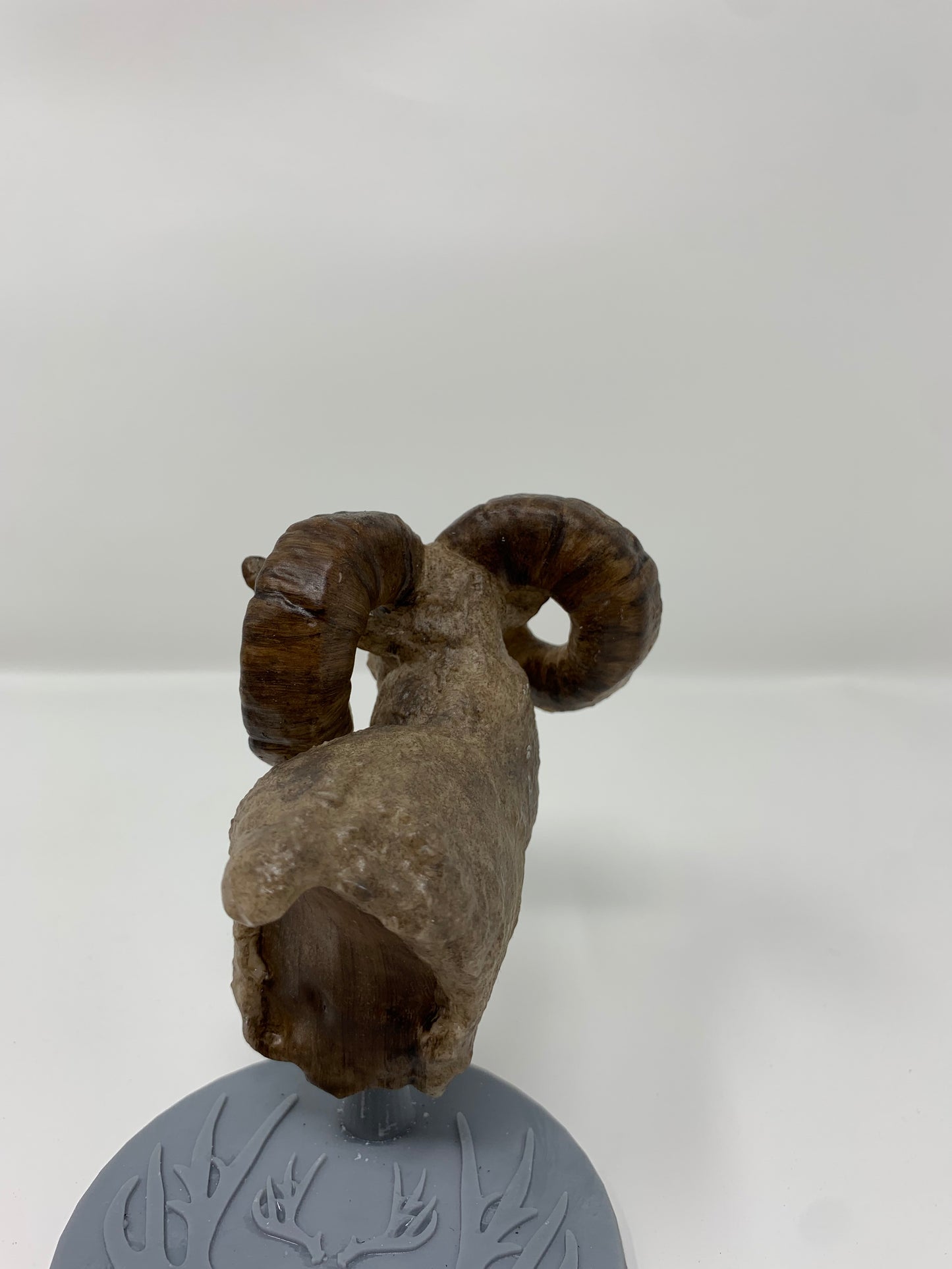 Rocky Mountain Ram Shoulder Mount