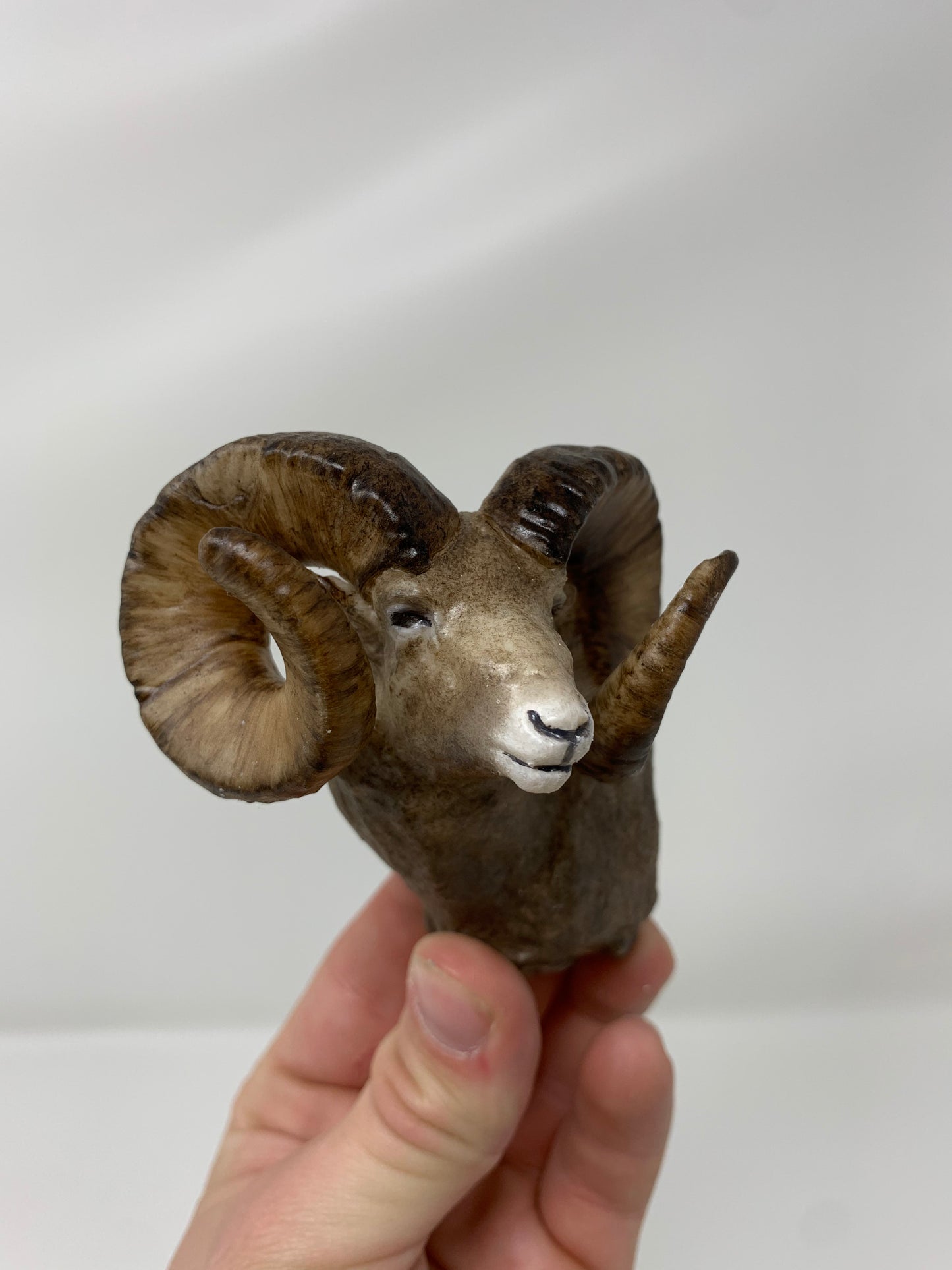 Rocky Mountain Ram Shoulder Mount