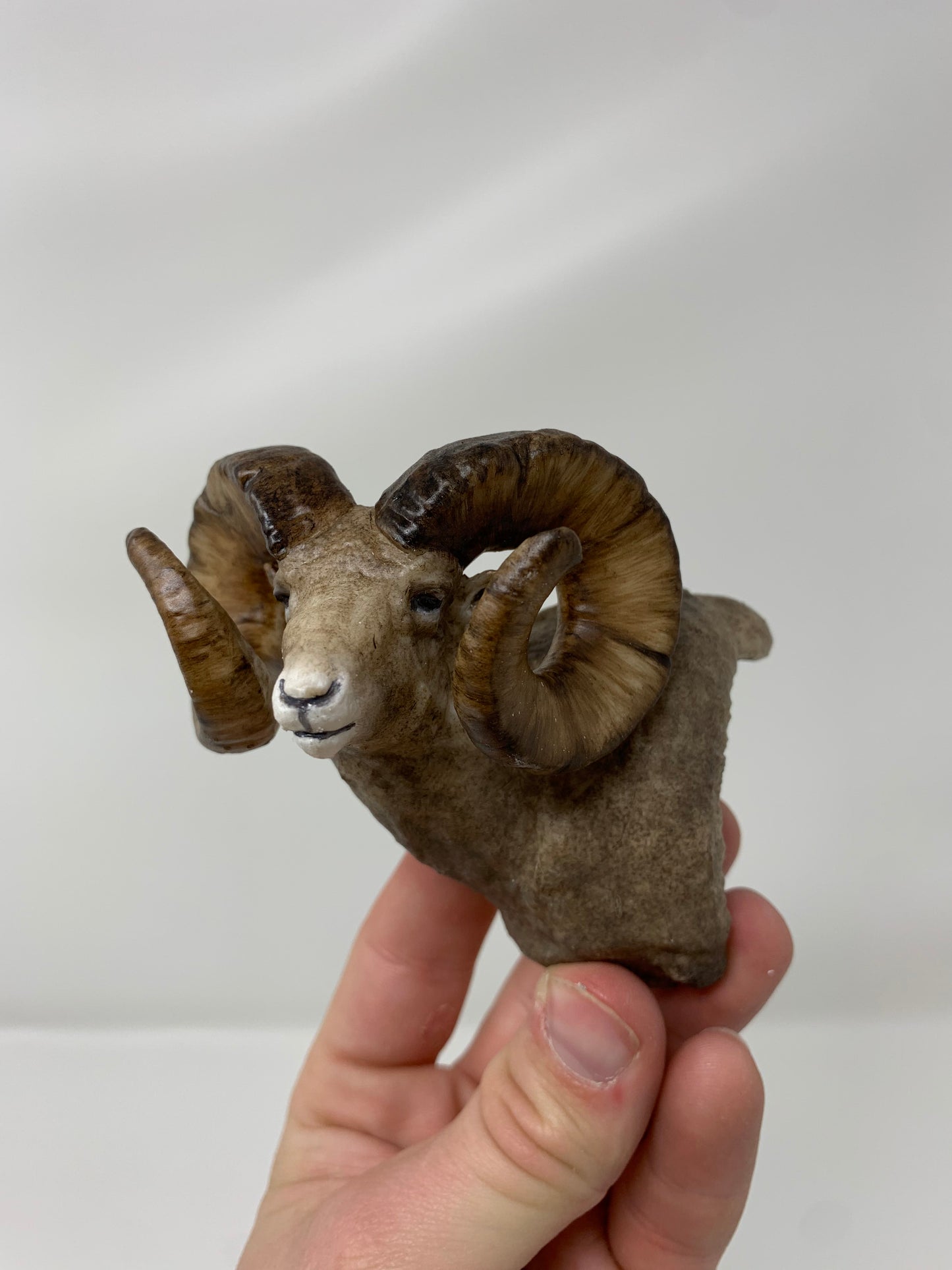 Rocky Mountain Ram Shoulder Mount