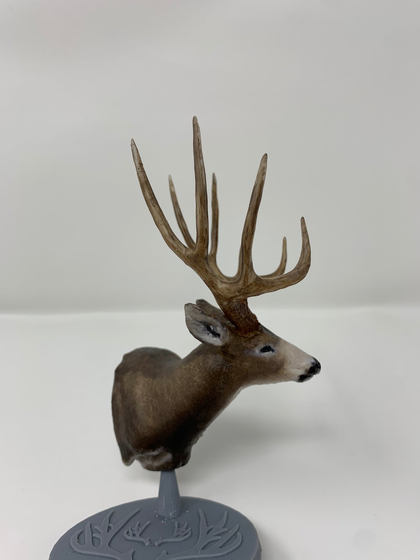 Mule Deer Typical Shoulder Mount