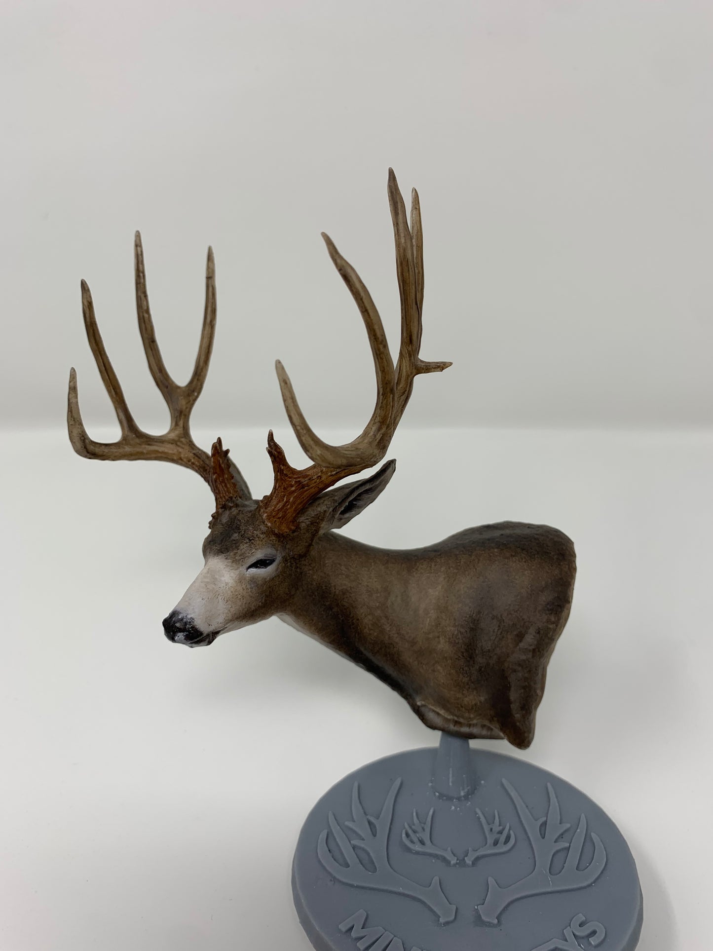 Mule Deer Typical Shoulder Mount