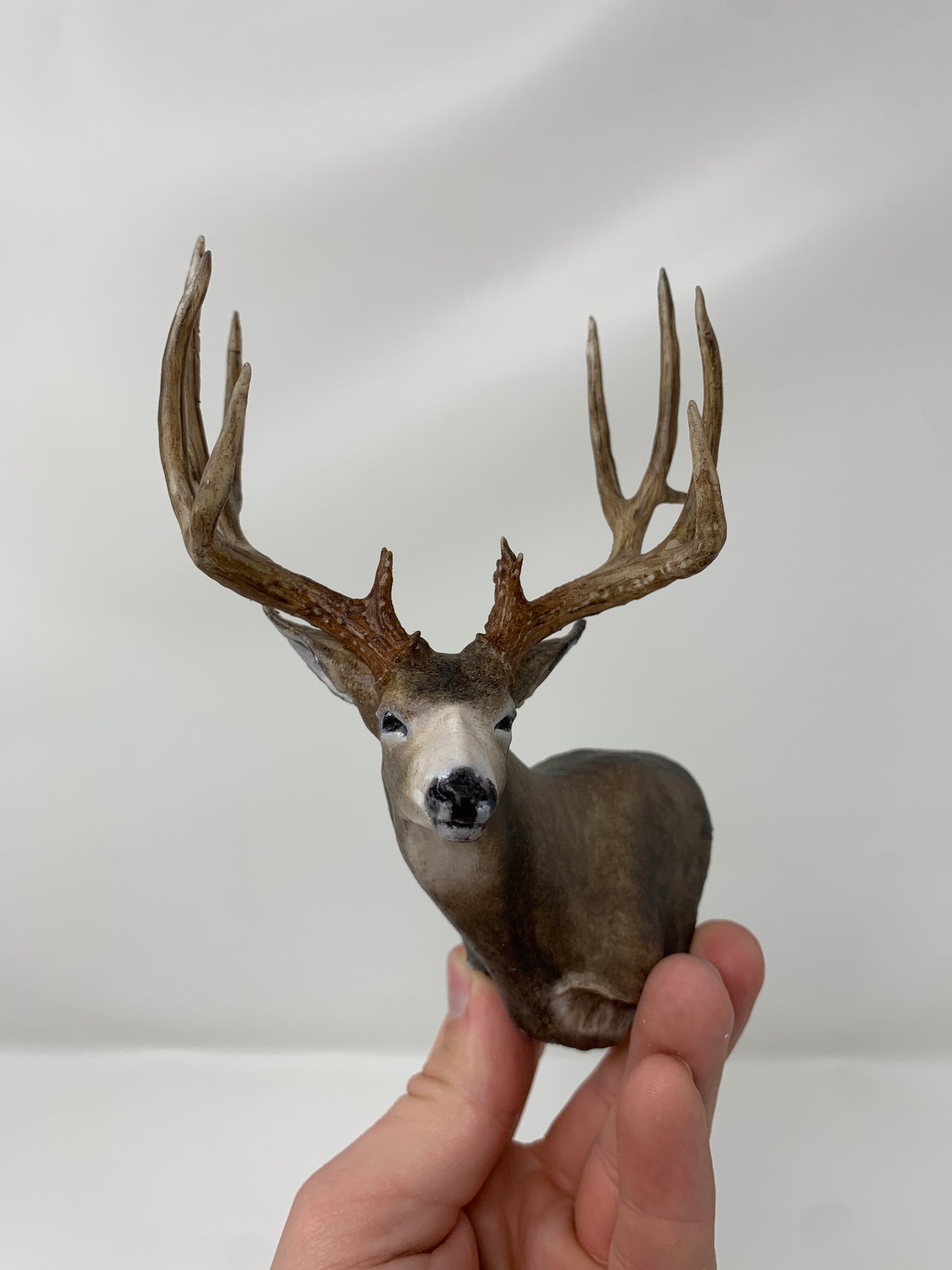 Mule Deer Typical Shoulder Mount