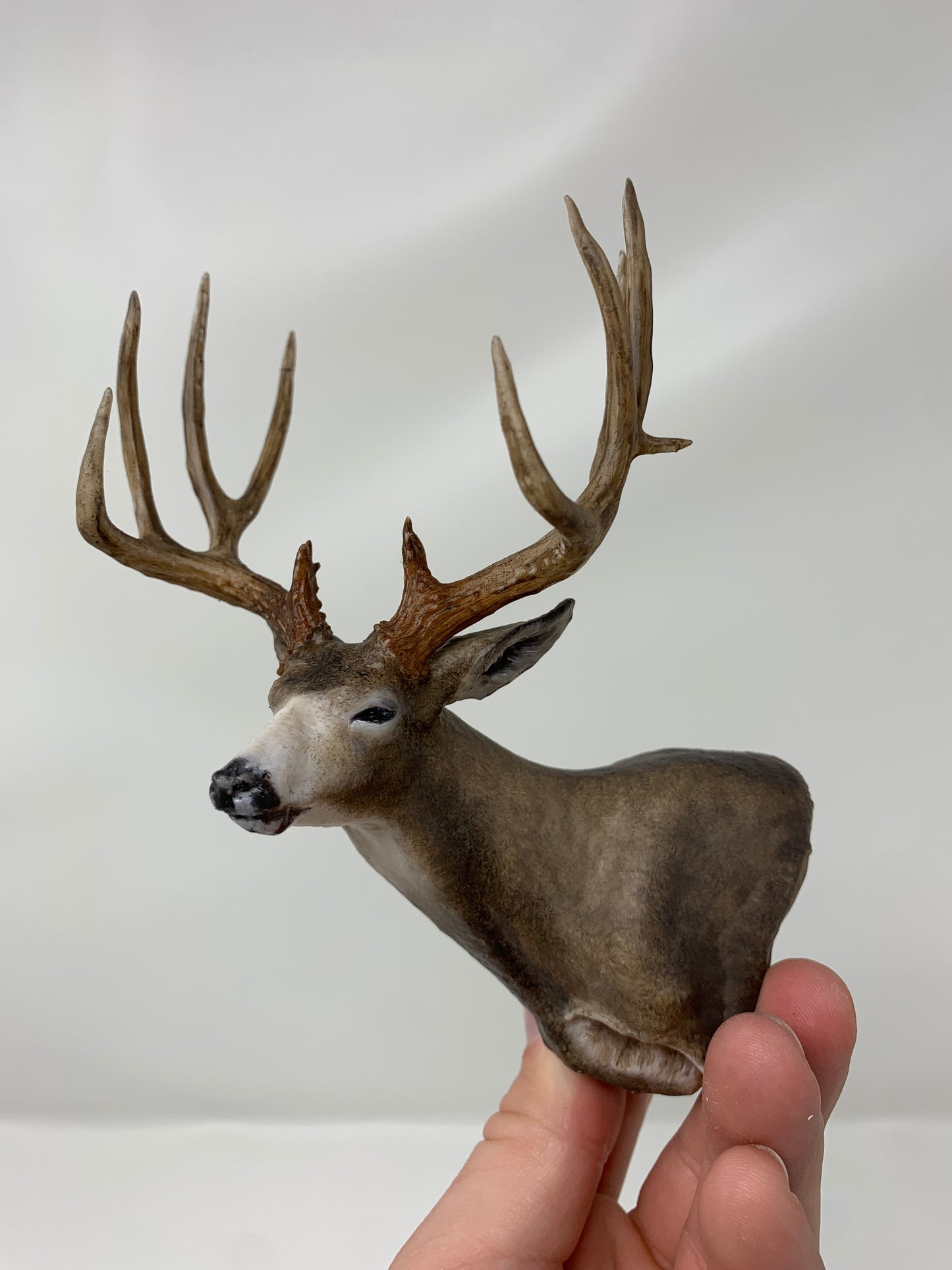 Mule Deer Typical Shoulder Mount