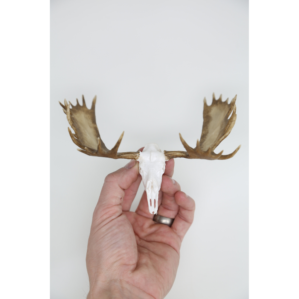 Moose Euro