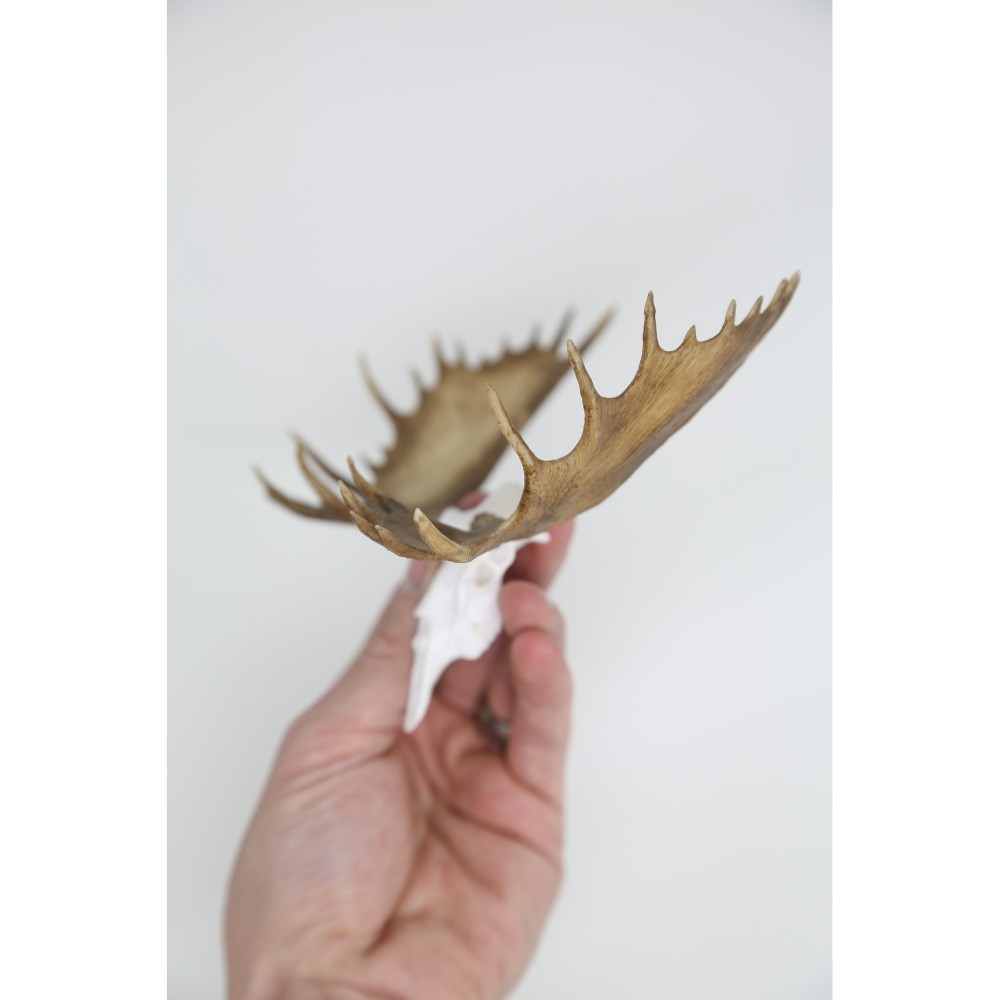 Moose Euro