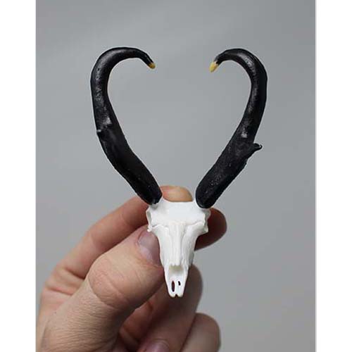 Antelope Euro Typical (Retail)