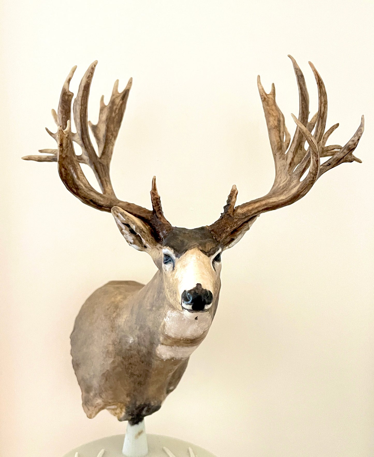 Non Typical Mule Deer Shoulder Mount