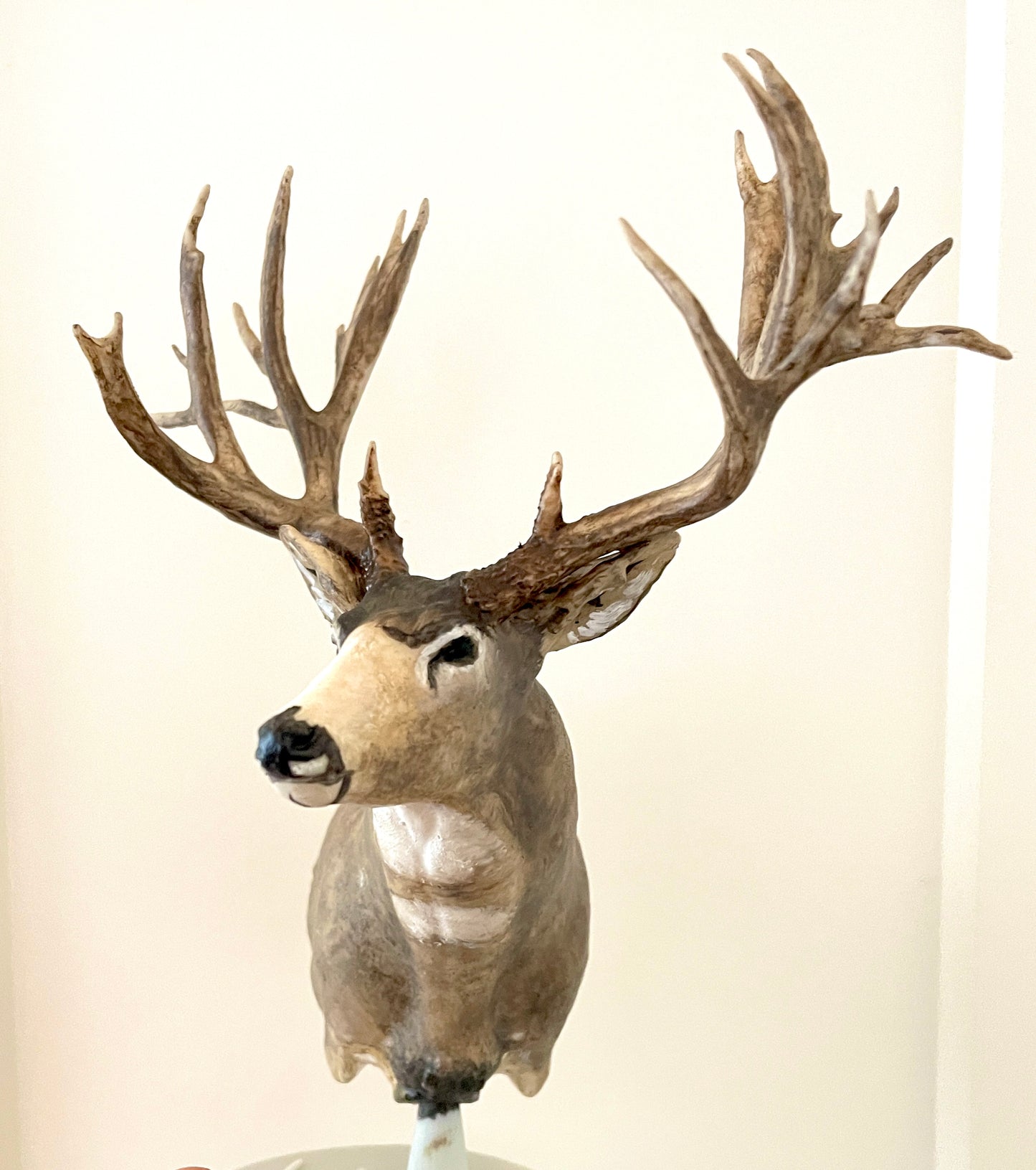 Non Typical Mule Deer Shoulder Mount
