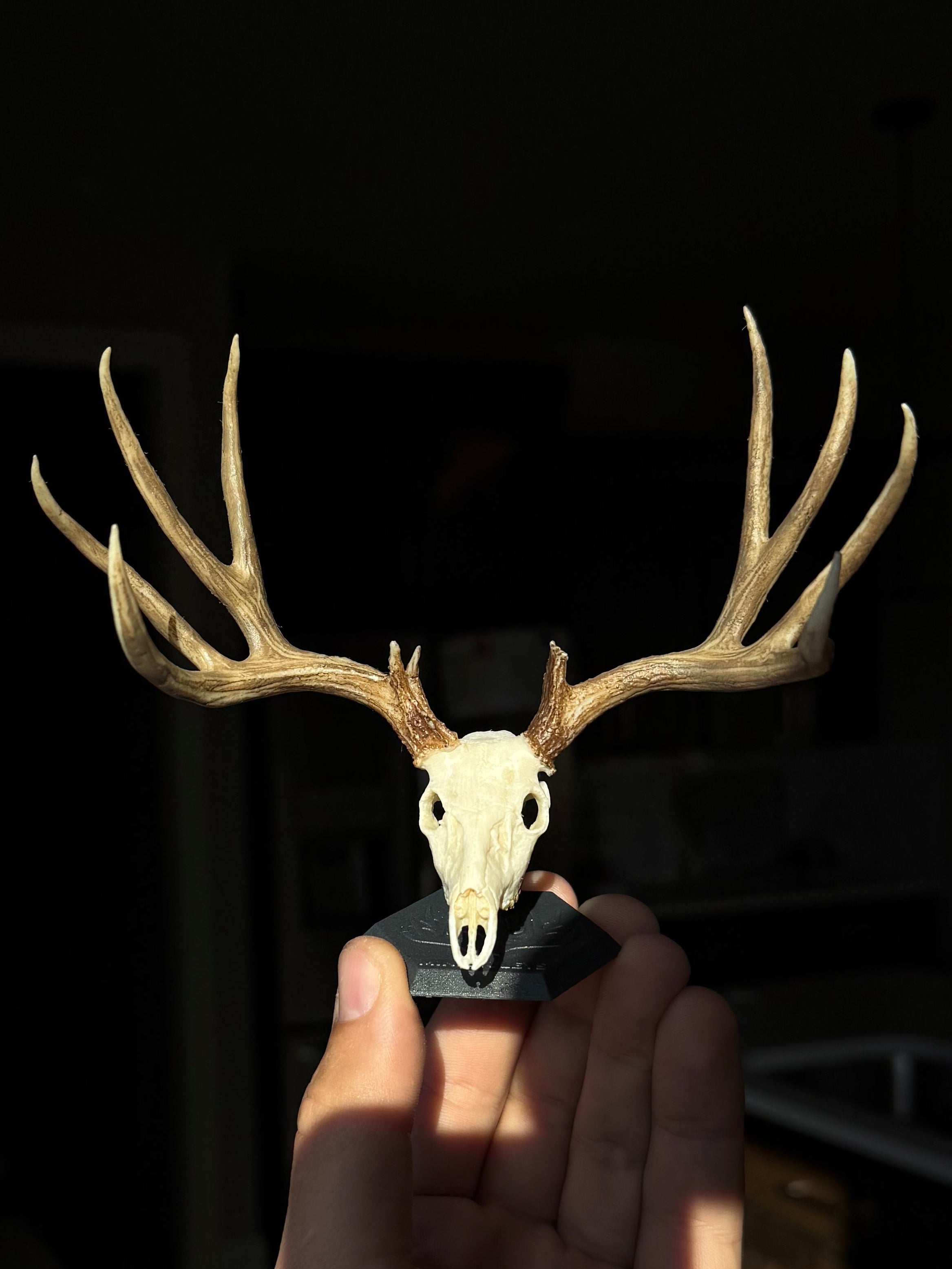 Mule Deer Euro Typical