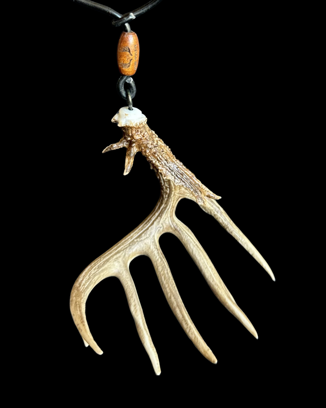 White Tail Non-Typical Shed