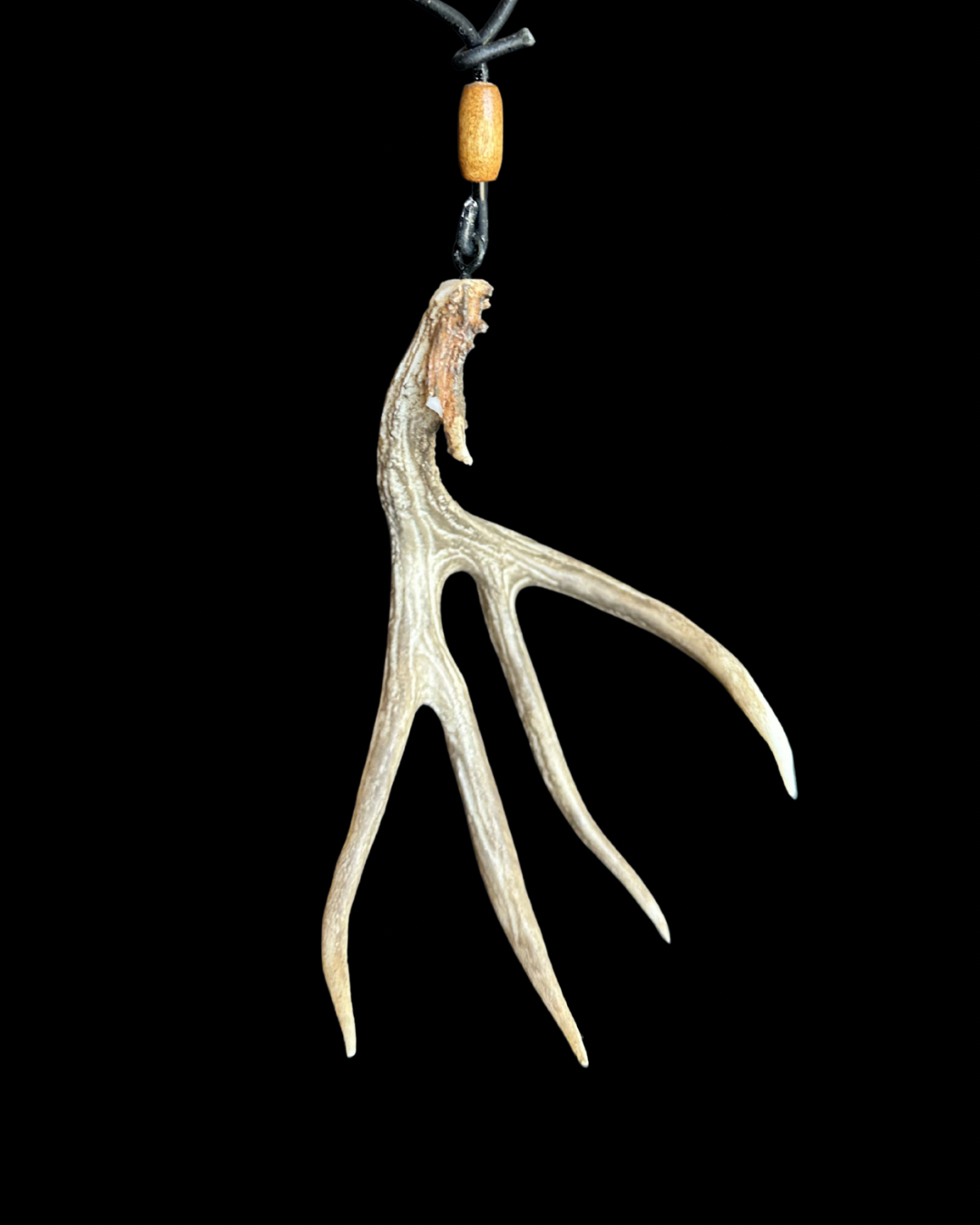 Mule Deer Typical Shed