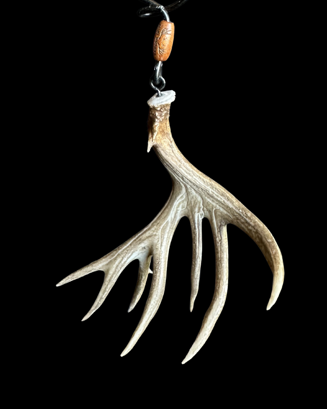 Mule Deer Non-Typ. Shed