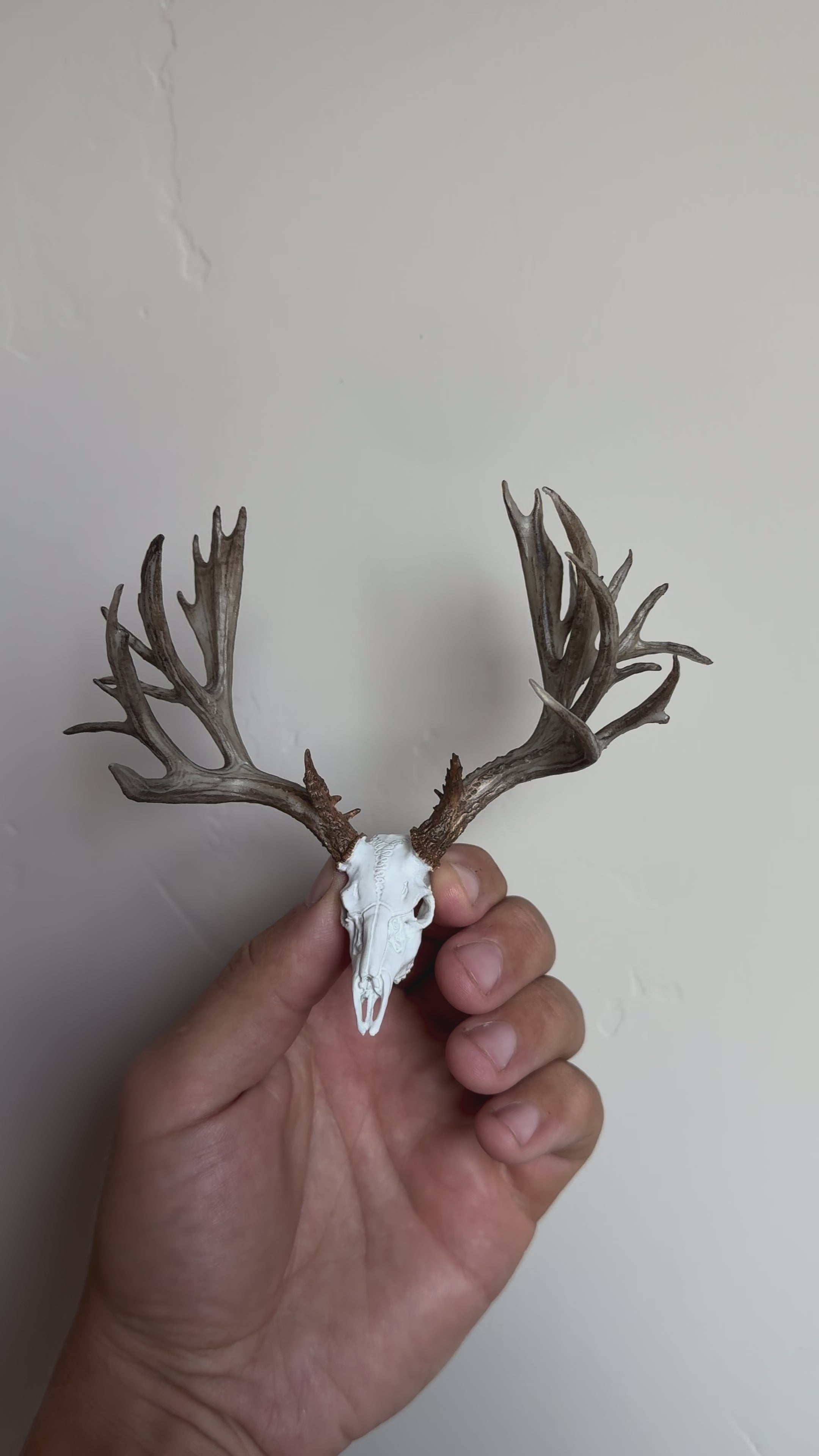 Mule Deer Euro Non-Typ.