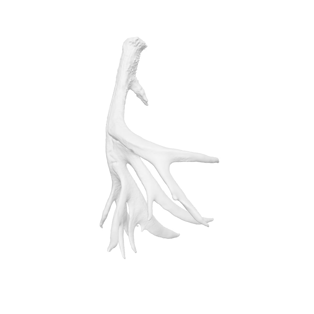 Mule Deer Non-Typ. Shed