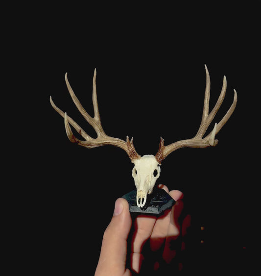 Mule Deer Euro Typical