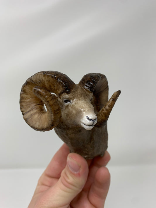 Rocky Mountain Ram Shoulder Mount
