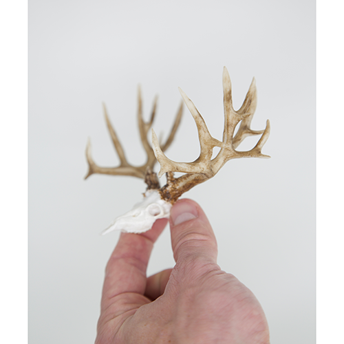 Mule Deer Euro Non-Typical (Retail)
