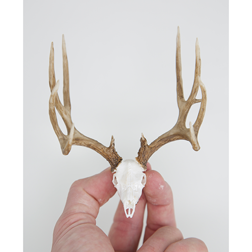 Mule Deer Euro Typical