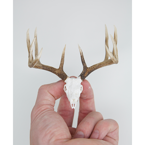 Whitetail Euro Typical (Retail)
