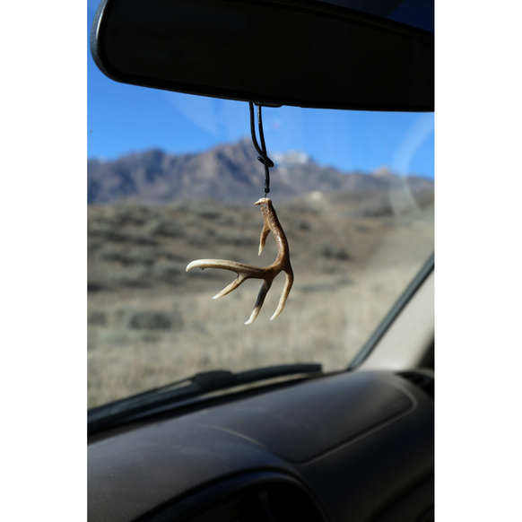 White Tail Typical Shed